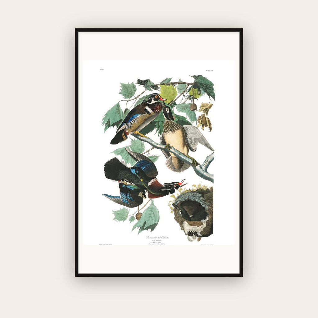 Summer, or Wood Duck — Plate 206 — John James Audubon (1827–38) — framed art print