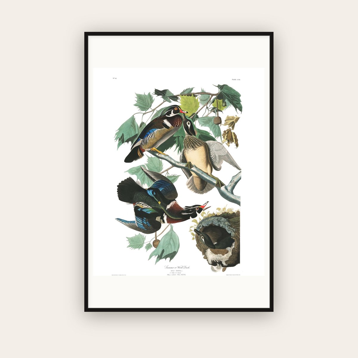 Summer, or Wood Duck — Plate 206 — John James Audubon (1827–38) — framed art print