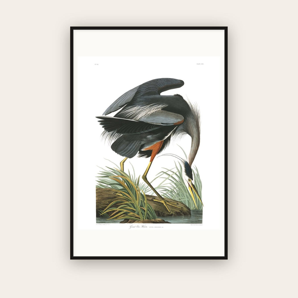 Great Blue Heron — Plate 211 — John James Audubon (1827–38) — framed art print