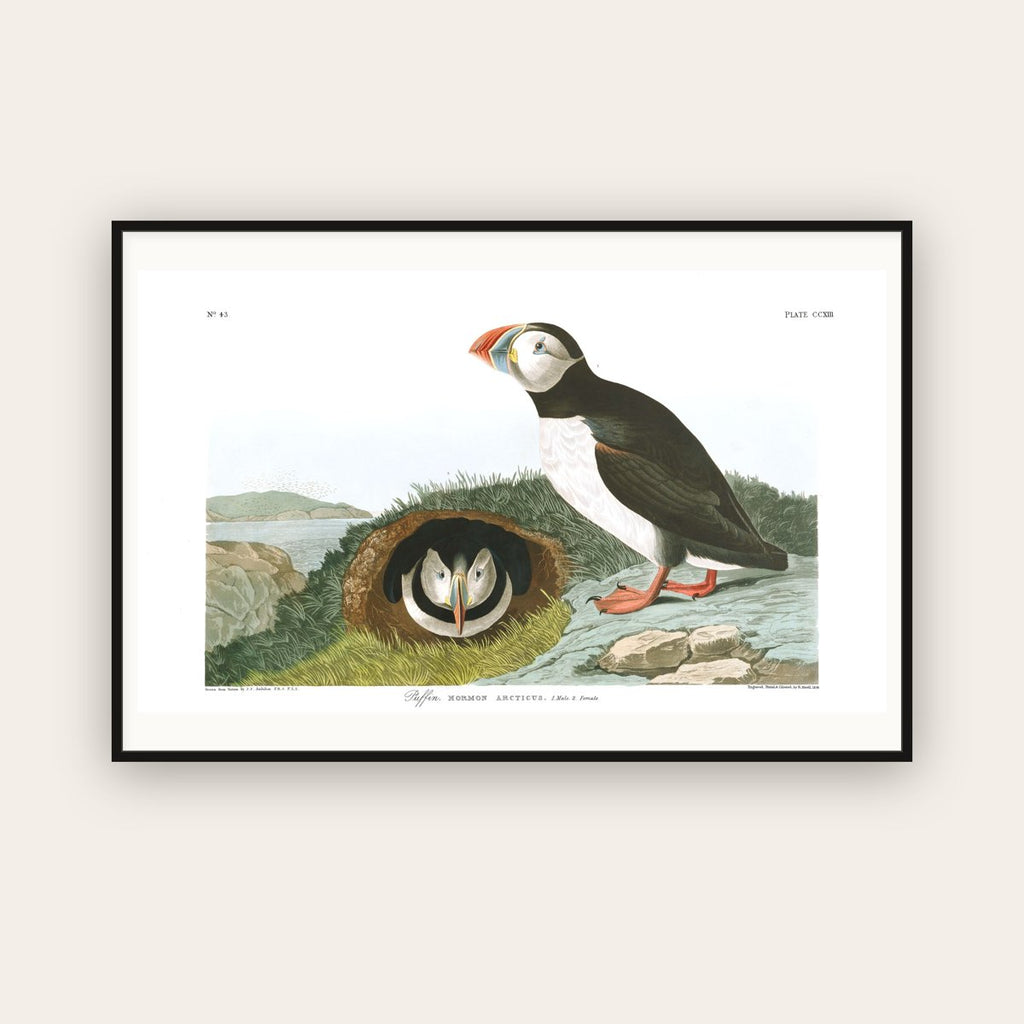 Puffin — Plate 213 — John James Audubon (1827–38) — framed art print