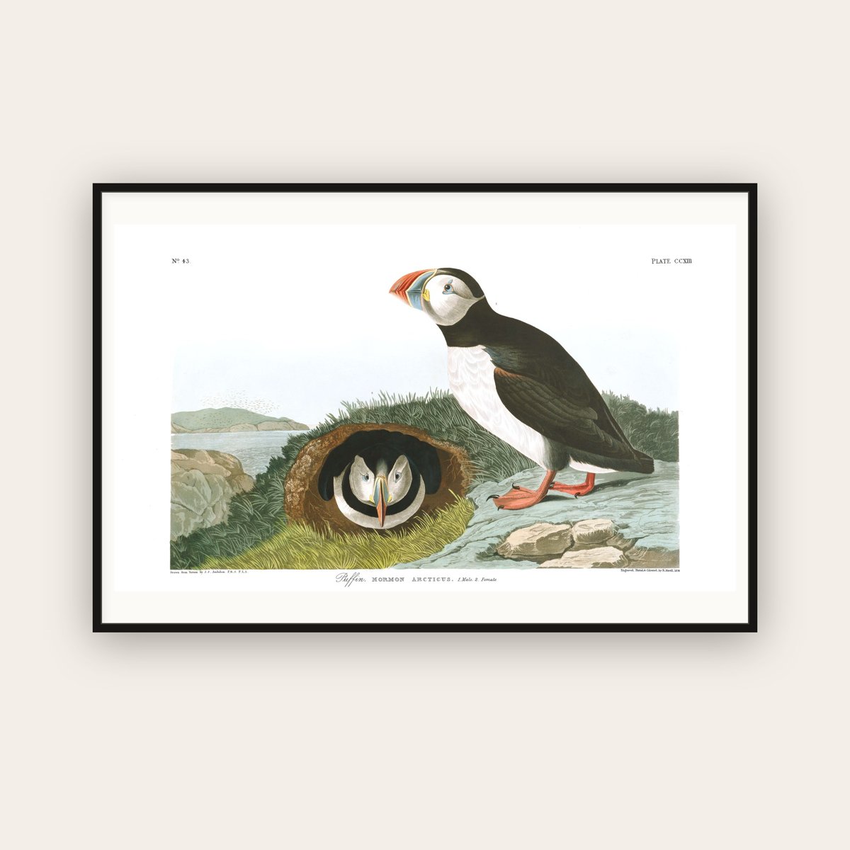 Puffin — Plate 213 — John James Audubon (1827–38) — framed art print