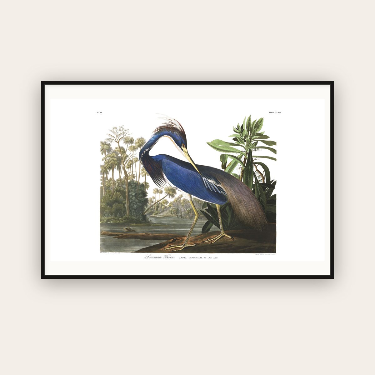 Louisiana Heron — Plate 217 — John James Audubon (1827–38) — framed art print