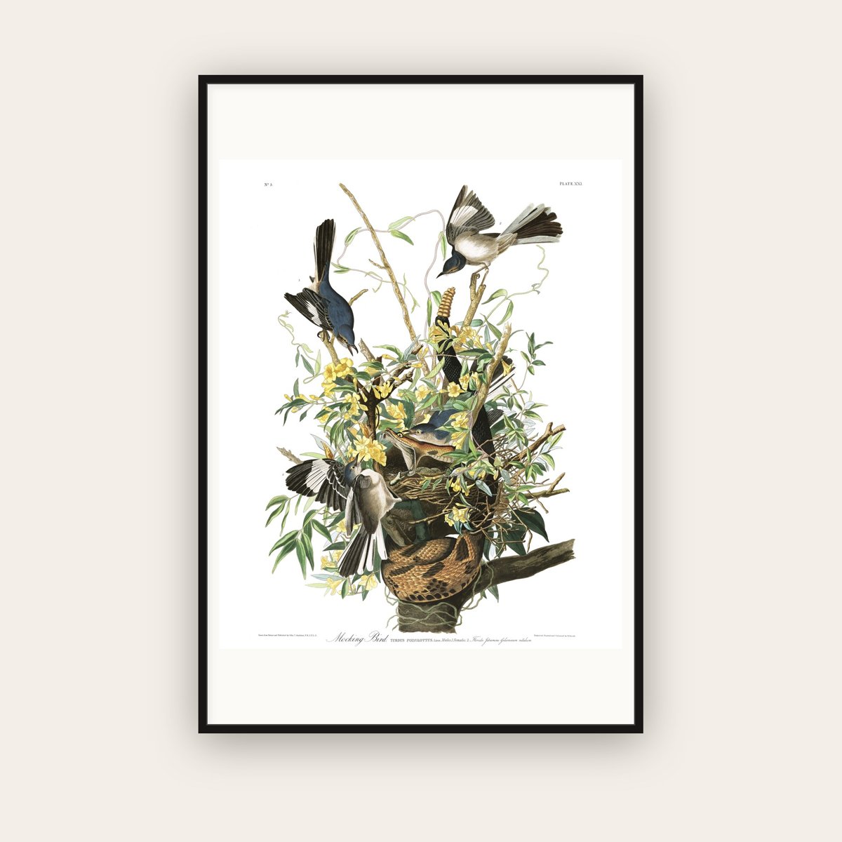 Mocking Bird — Plate 21 — John James Audubon (1827–38) — framed art print