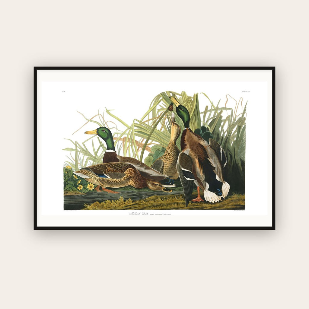 Mallard Duck — Plate 221 — John James Audubon (1827–38) — framed art print