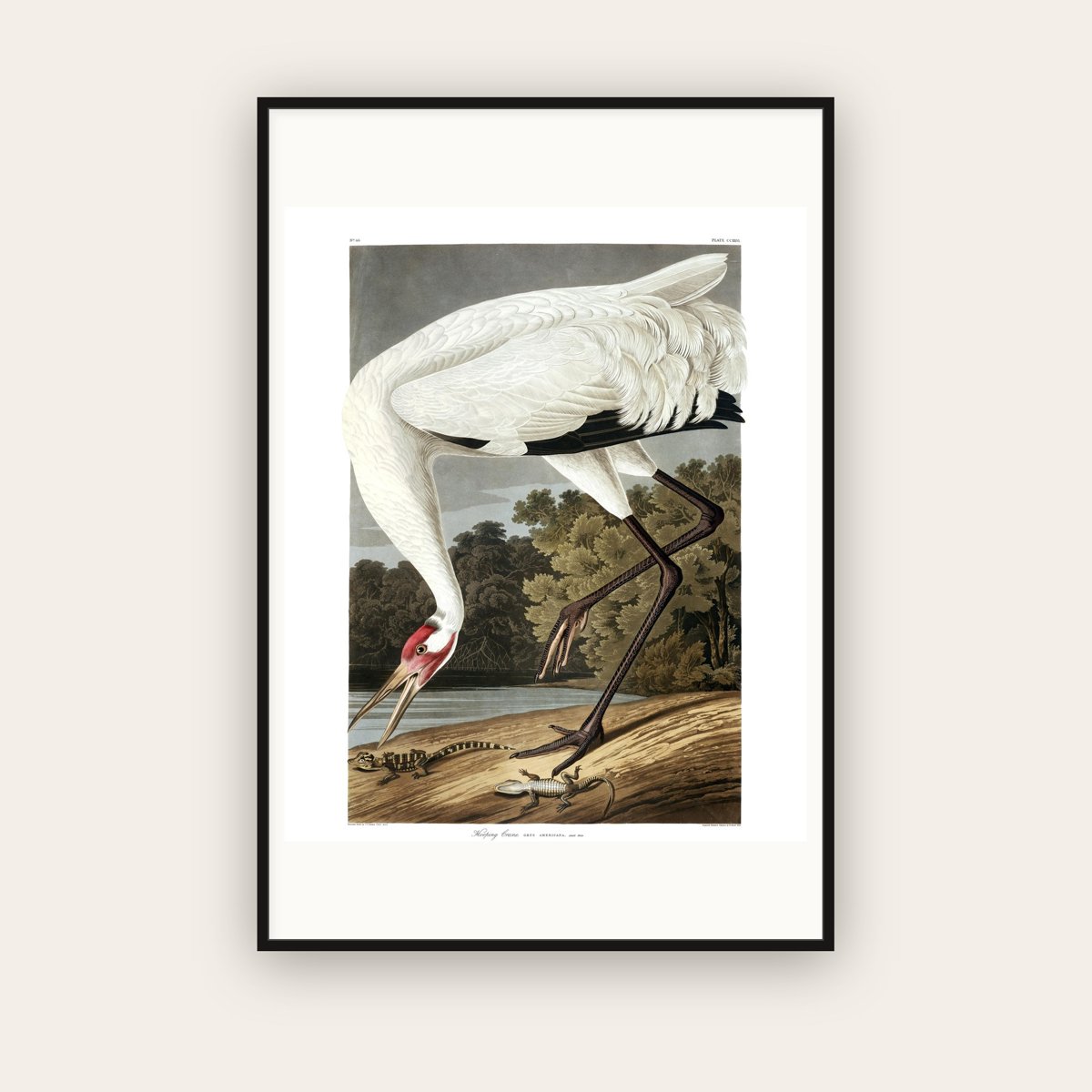 Hooping Crane — Plate 226 — John James Audubon (1827–38) — framed art print