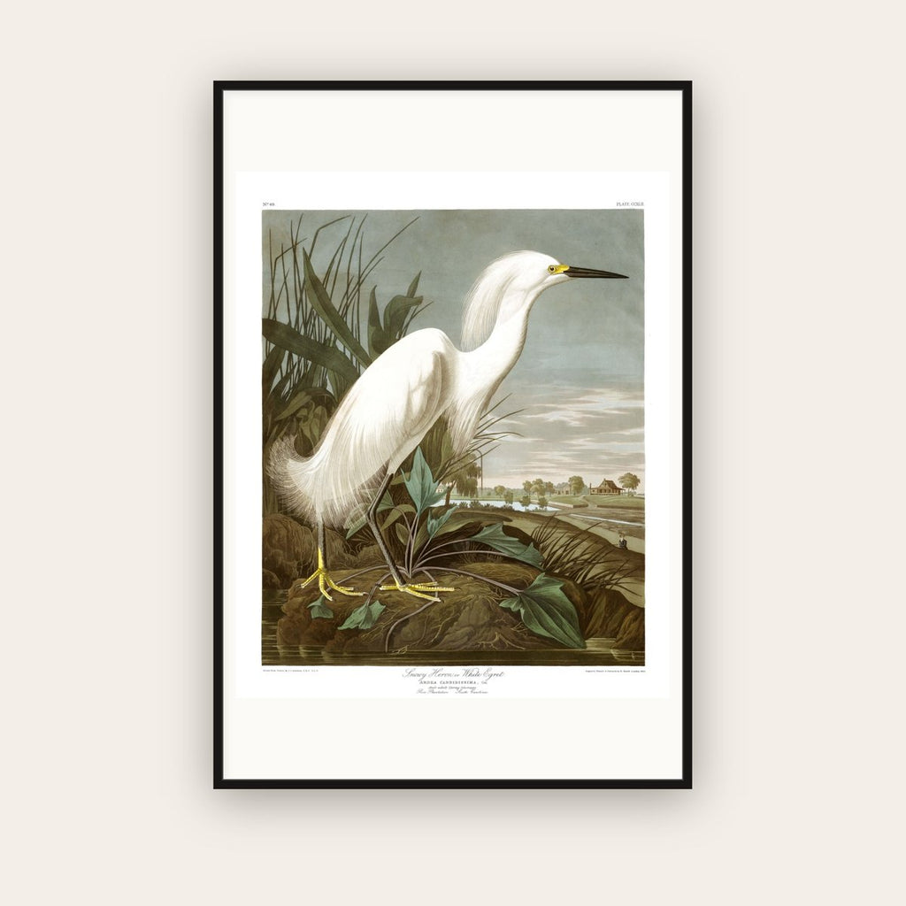 Snowy Heron, or White Egret — Plate 242 — John James Audubon (1827–38) — framed art print