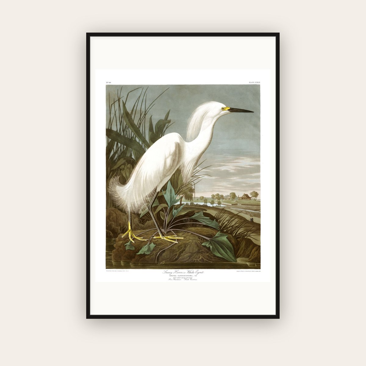 Snowy Heron, or White Egret — Plate 242 — John James Audubon (1827–38) — framed art print