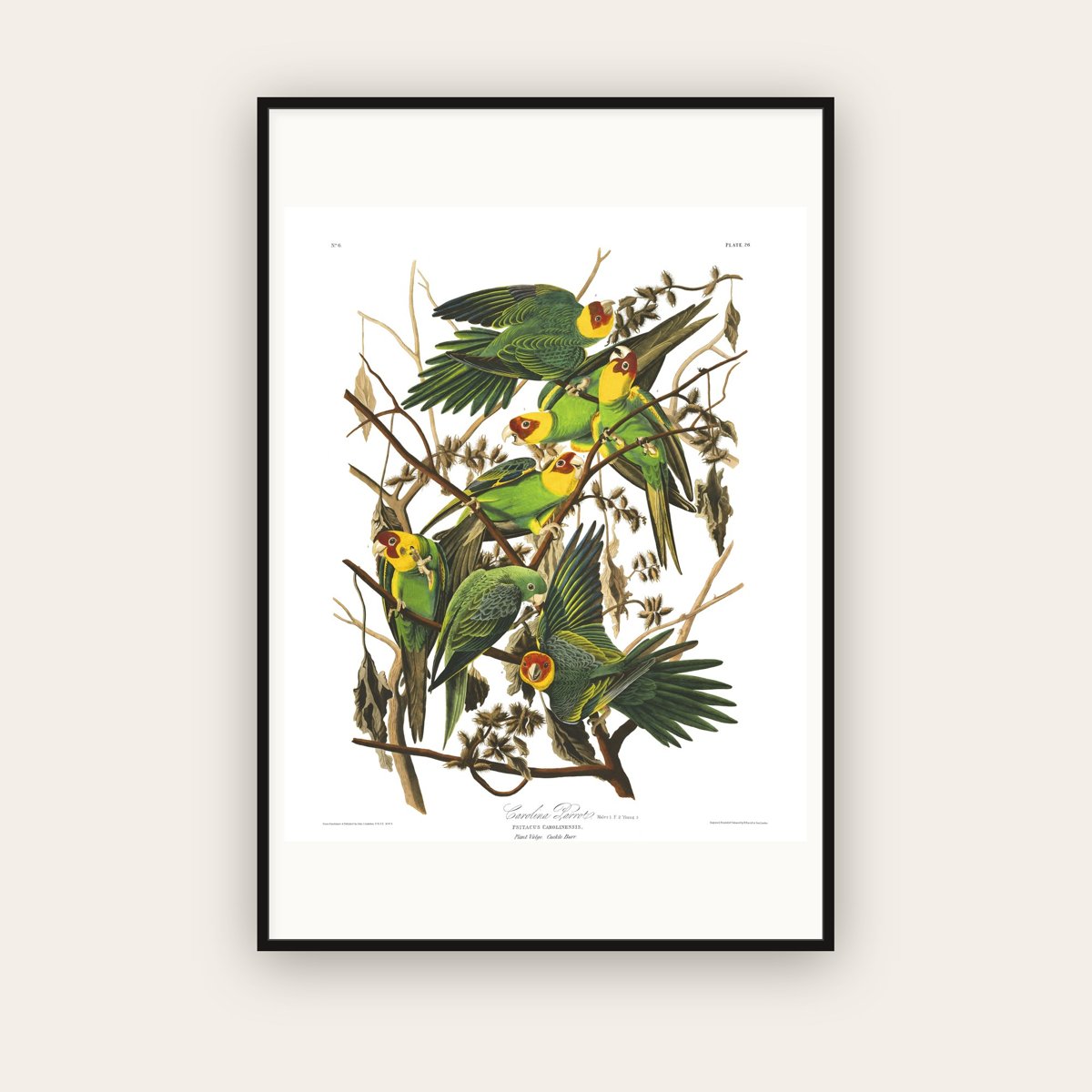 Carolina Parrot — Plate 26 — John James Audubon (1827–38) — framed art print