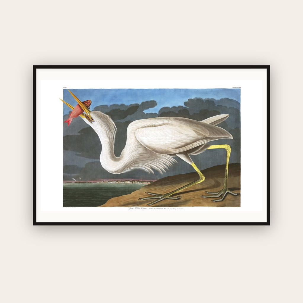 Great White Heron — Plate 281 — John James Audubon (1827–38) — framed art print