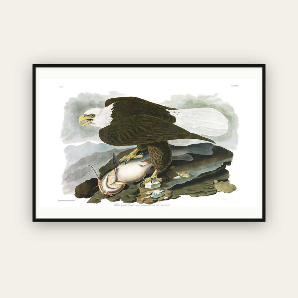 White-headed Eagle — Plate 31 — John James Audubon (1827–38) — framed art print