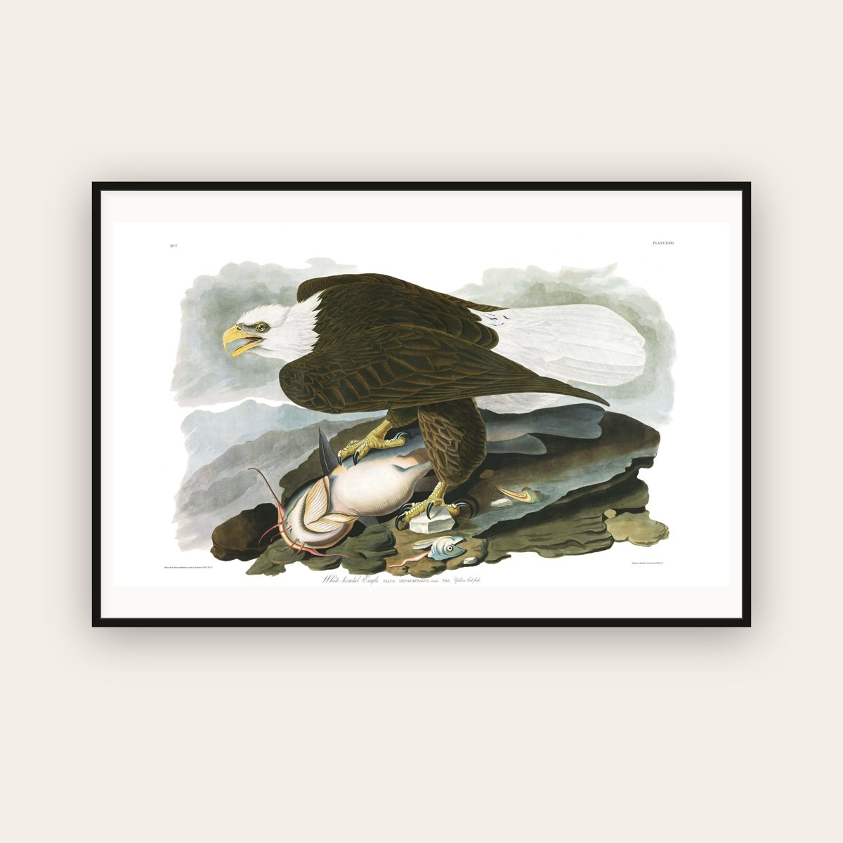 White-headed Eagle — Plate 31 — John James Audubon (1827–38) — framed art print