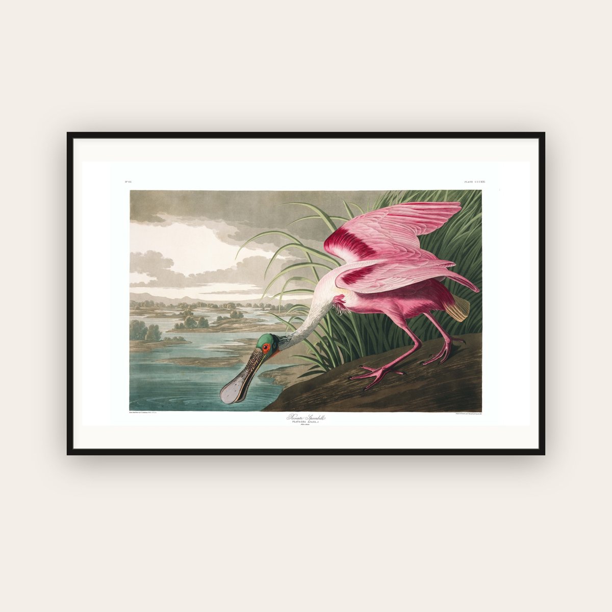 Roseate Spoonbill — Plate 321 — John James Audubon (1827–38) — framed art print