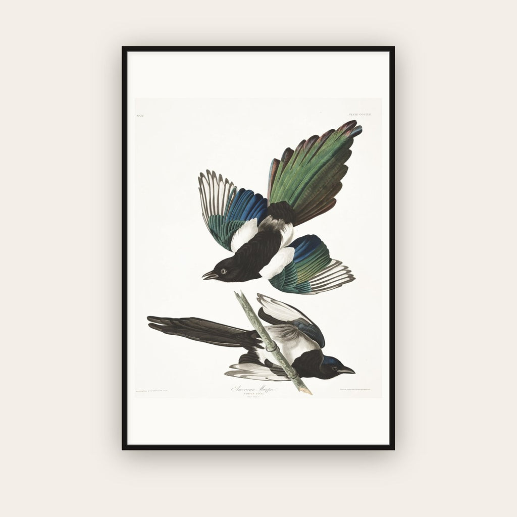 American Magpie — Plate 357 — John James Audubon (1827–38) — framed art print