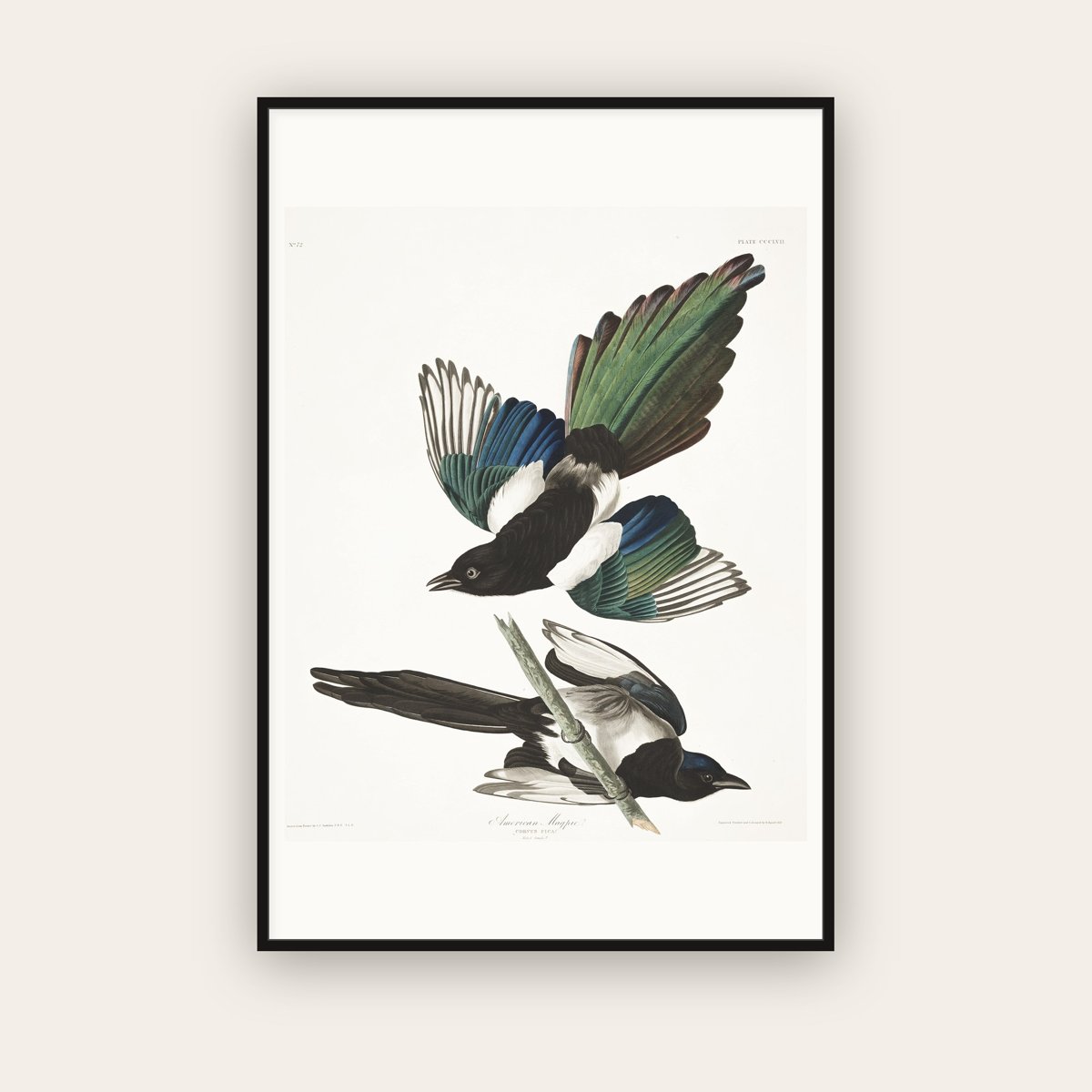American Magpie — Plate 357 — John James Audubon (1827–38) — framed art print