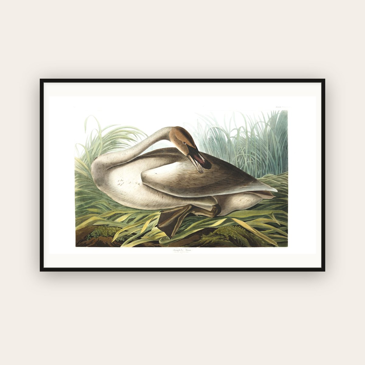 Trumpeter Swan — Plate 376 — John James Audubon (1827–38) — framed art print