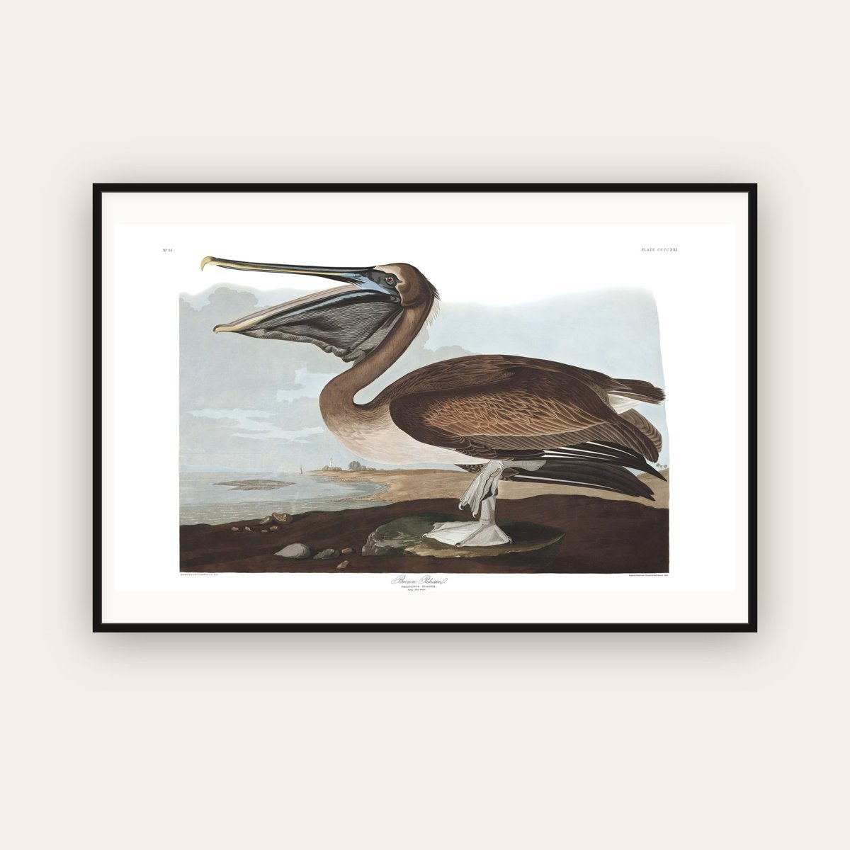 Brown Pelican — Plate 421 — John James Audubon (1827–38) — framed art print