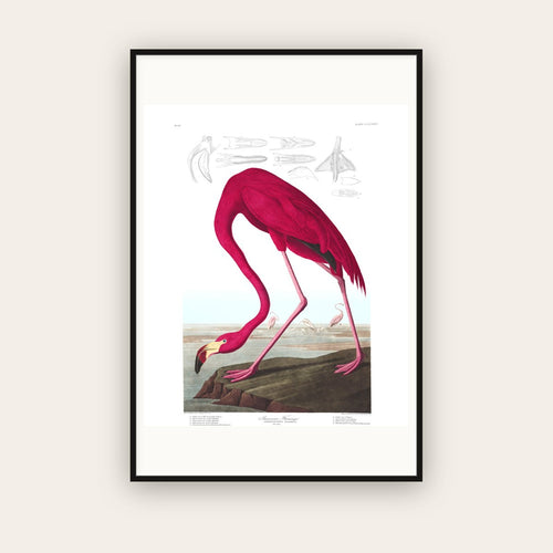 American Flamingo — Plate 431 — John James Audubon (1827–38) — framed art print