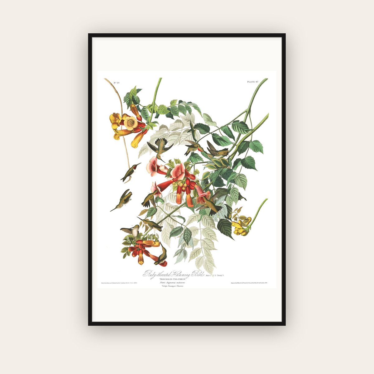 Ruby-throated Humming Bird — Plate 47 — John James Audubon (1827–38) — framed art print