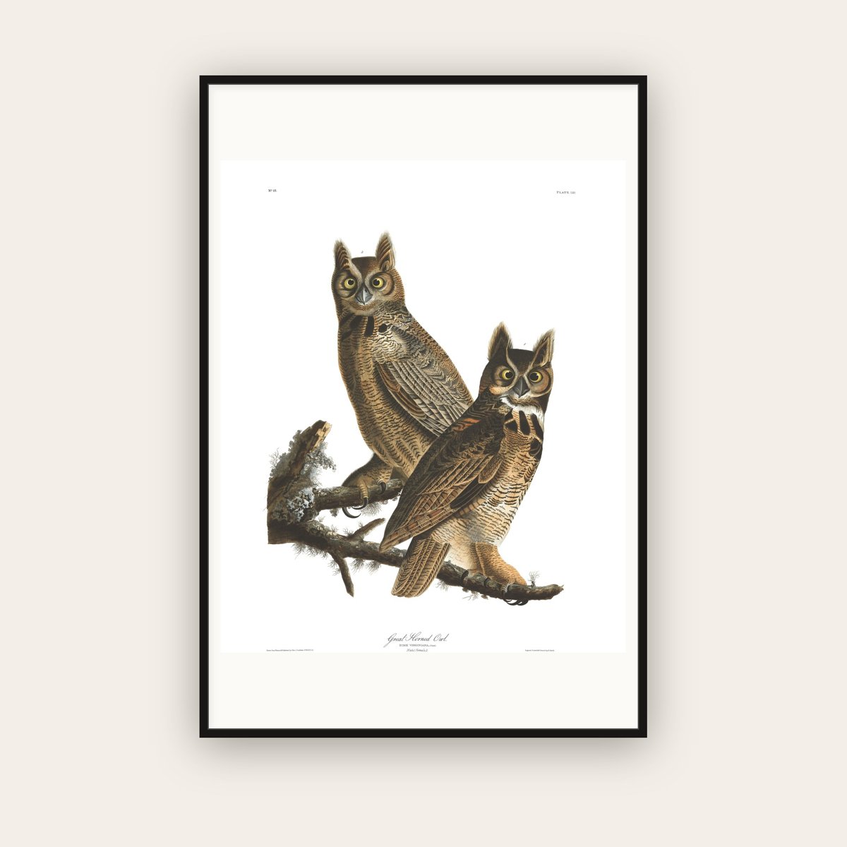 Great Horned Owl — Plate 61 — John James Audubon (1827–38) — framed art print
