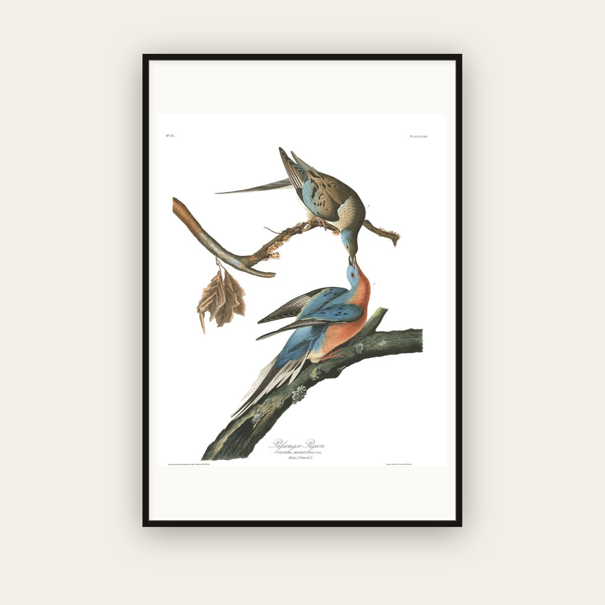 Passenger Pigeon — Plate 62 — John James Audubon (1827–38) — framed art print