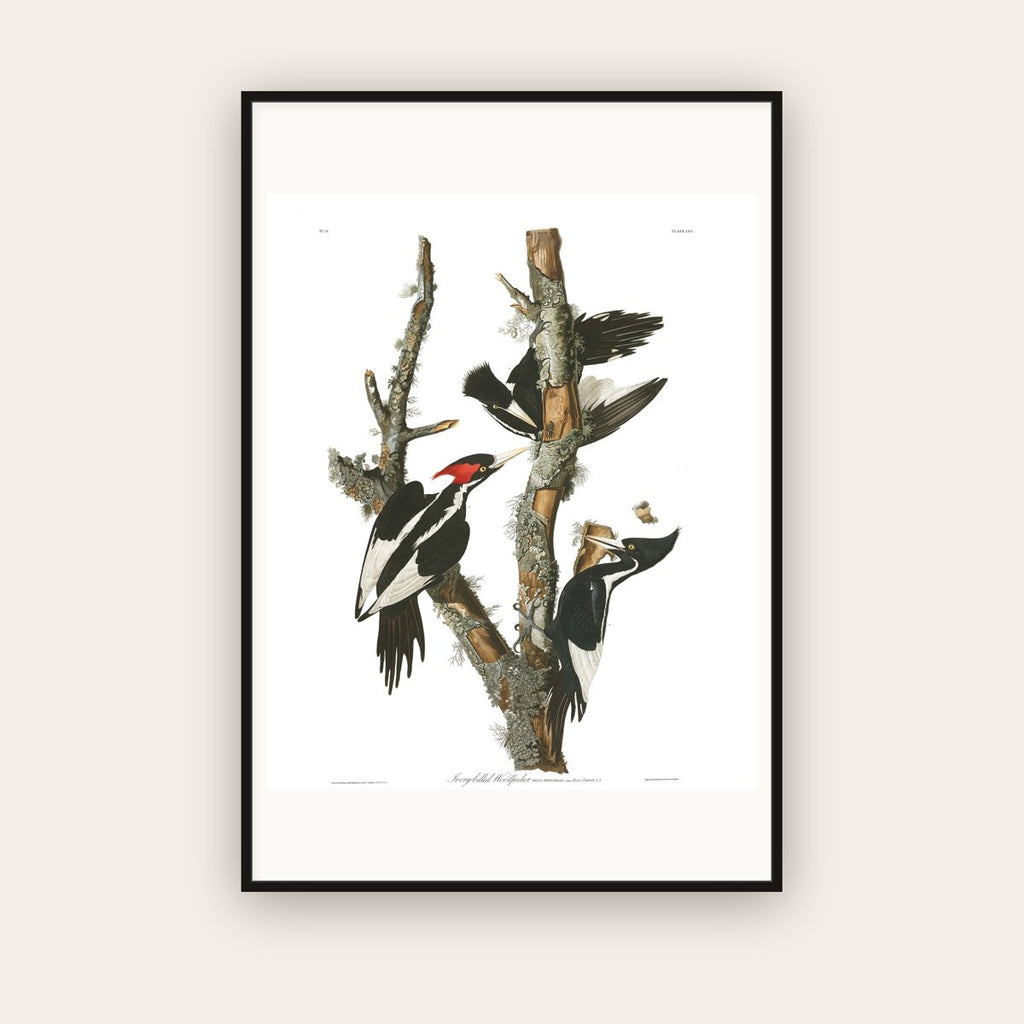 Ivory-billed Woodpecker — Plate 66 — John James Audubon (1827–38) — framed art print