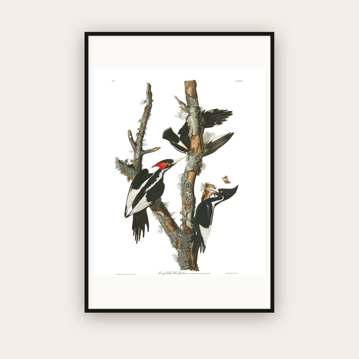 Ivory-billed Woodpecker — Plate 66 — John James Audubon (1827–38) — framed art print