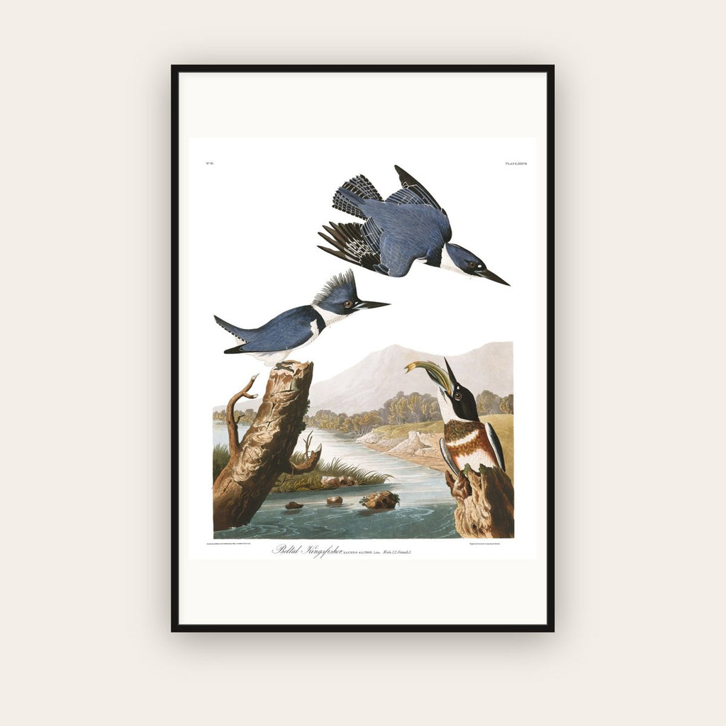 Belted Kingfisher — Plate 77 — John James Audubon (1827–38) — framed art print