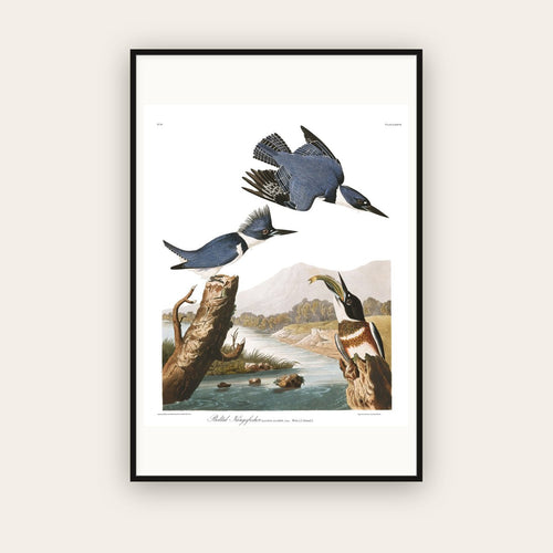 Belted Kingfisher — Plate 77 — John James Audubon (1827–38) — framed art print