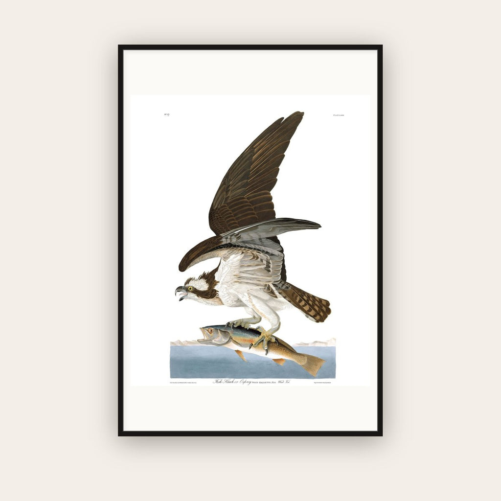 Fish Hawk, or Osprey — Plate 81 — John James Audubon (1827–38) — framed art print