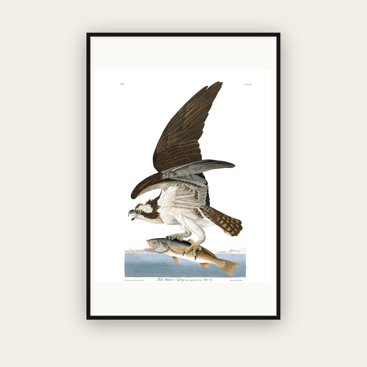 Fish Hawk, or Osprey — Plate 81 — John James Audubon (1827–38) — framed art print
