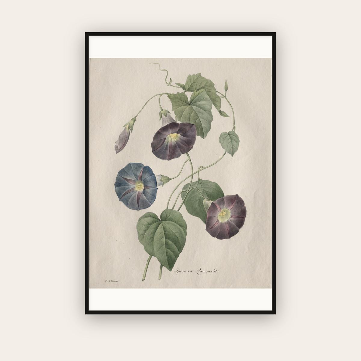 Star-Glory Morning Glory — Henri-Joseph Redouté (1827) — framed art print