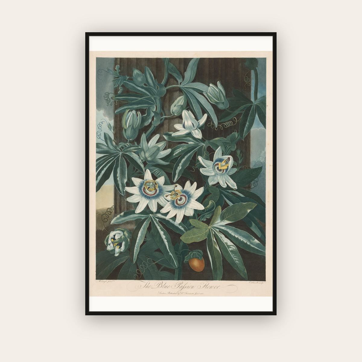 The Blue Passion-Flower — Robert John Thornton (1800) — framed art print