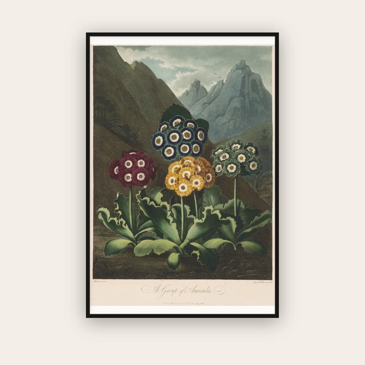 A Group of Auriculas — Robert John Thornton (1803) — framed art print