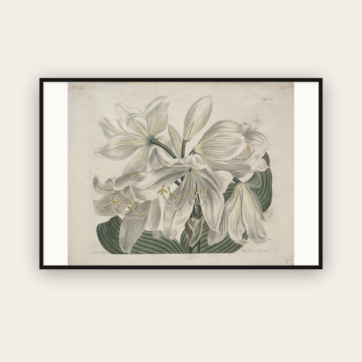 White Cape Coast Lily — Sydenham Edwards (1806) — framed art print