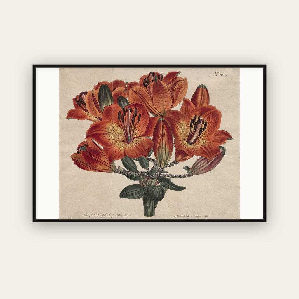 Umbel-Flowering Bulb — Orange Lilies — Sydenham Edwards (1807) — framed art print