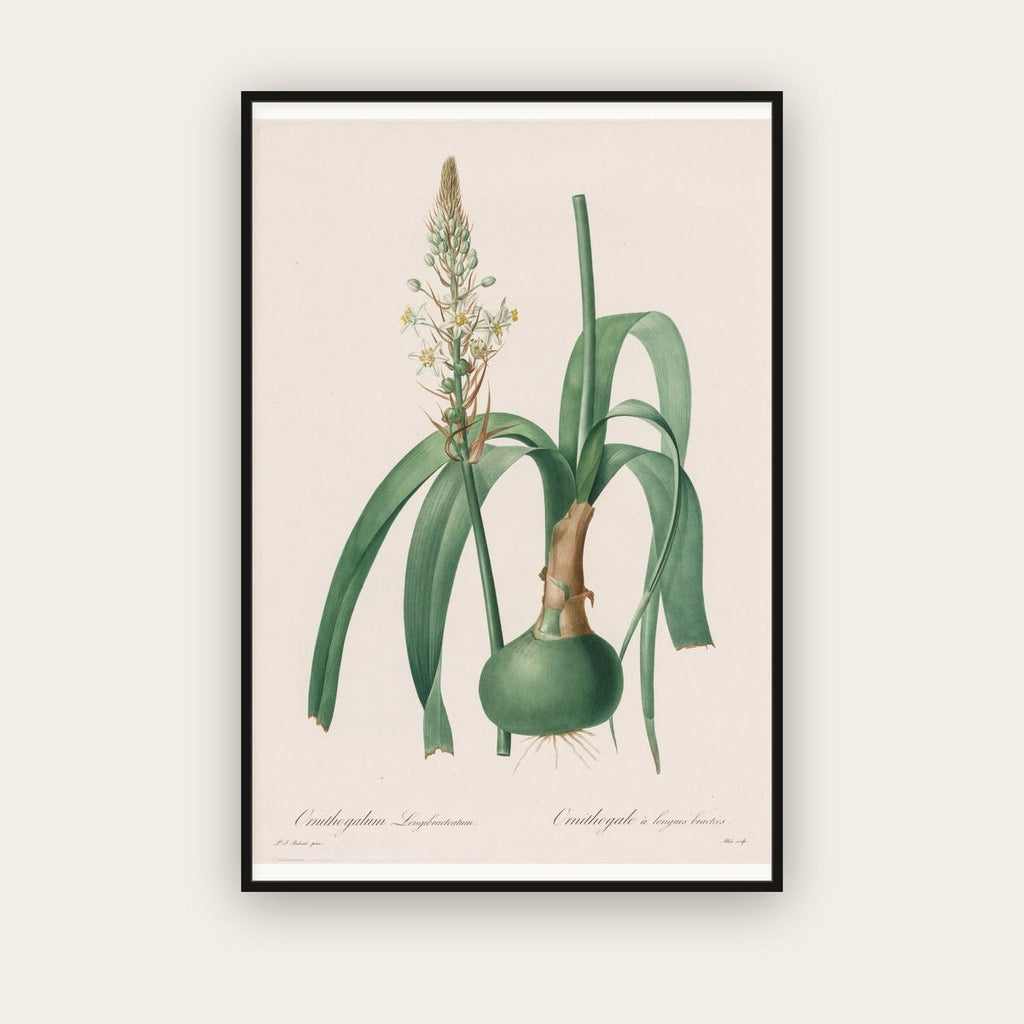 Ornithogalum — Star of Bethlehem — Pierre-Joseph Redouté (1802) — framed art print