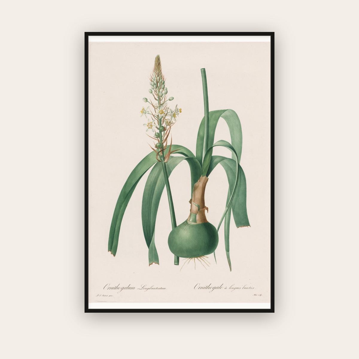 Ornithogalum — Star of Bethlehem — Pierre-Joseph Redouté (1802) — framed art print