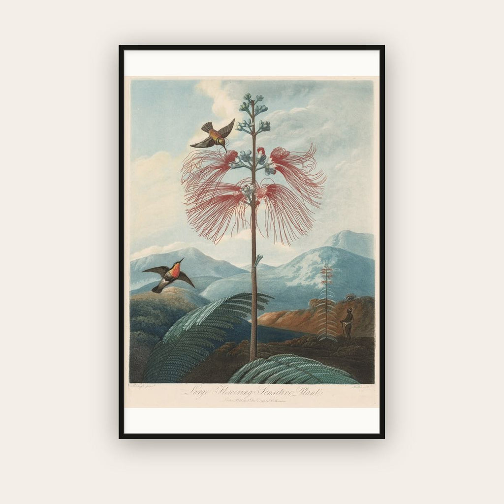 Large Flowering Sensitive Plant with Hummingbird — Robert John Thornton (1799) — framed art print