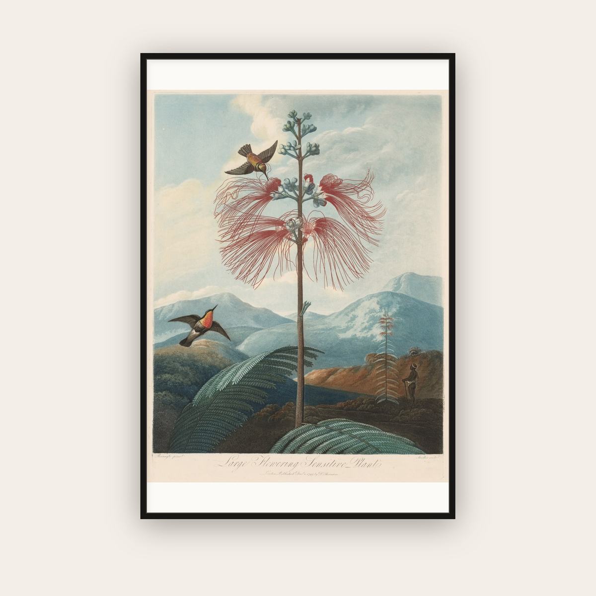 Large Flowering Sensitive Plant with Hummingbird — Robert John Thornton (1799) — framed art print