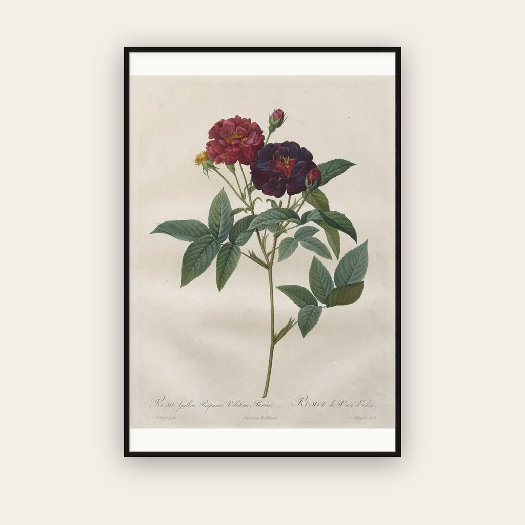 Rosa Gallica — Velvet Purple Rose — Pierre-Joseph Redouté (1817) — framed art print