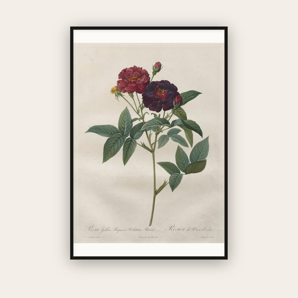 Rosa Gallica — Velvet Purple Rose — Pierre-Joseph Redouté (1817) — framed art print