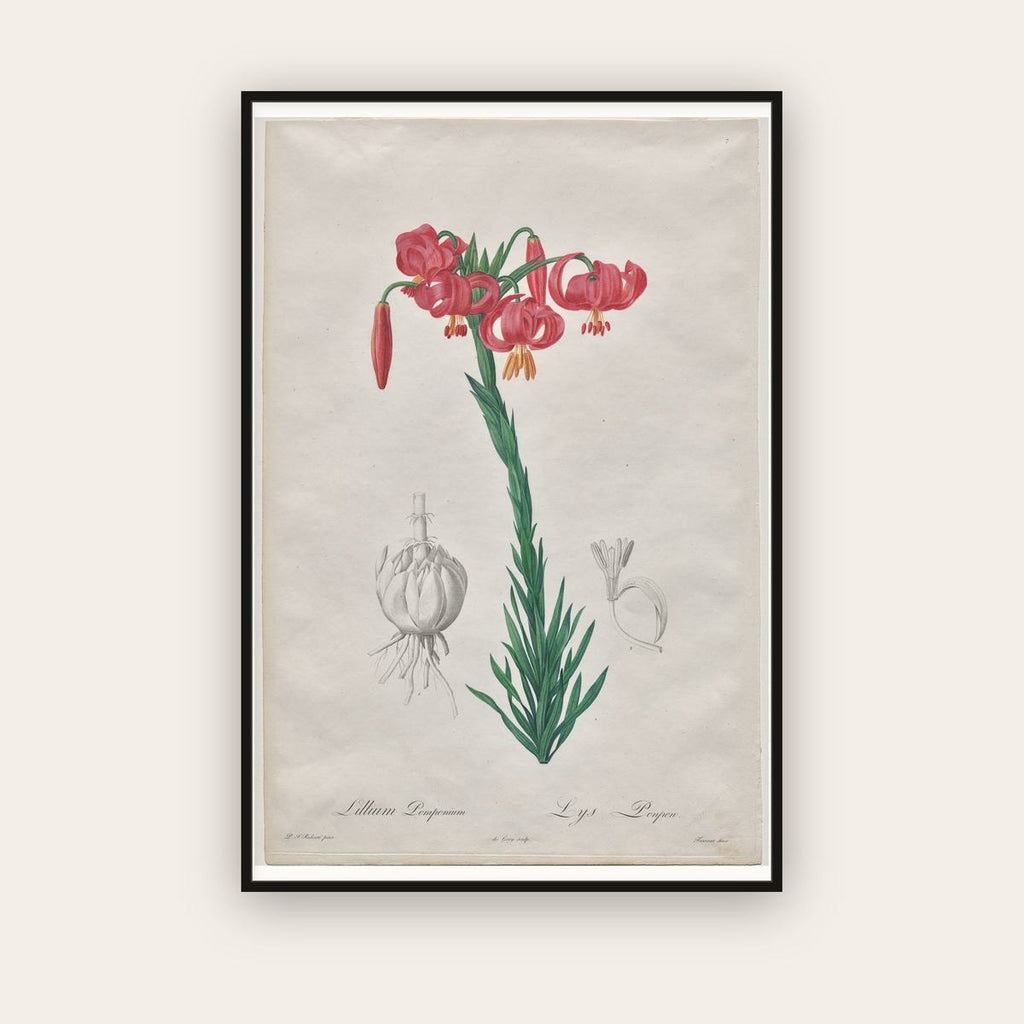 Turban Lily — Lilium Pomponium — Pierre-Joseph Redouté (1802) — framed art print