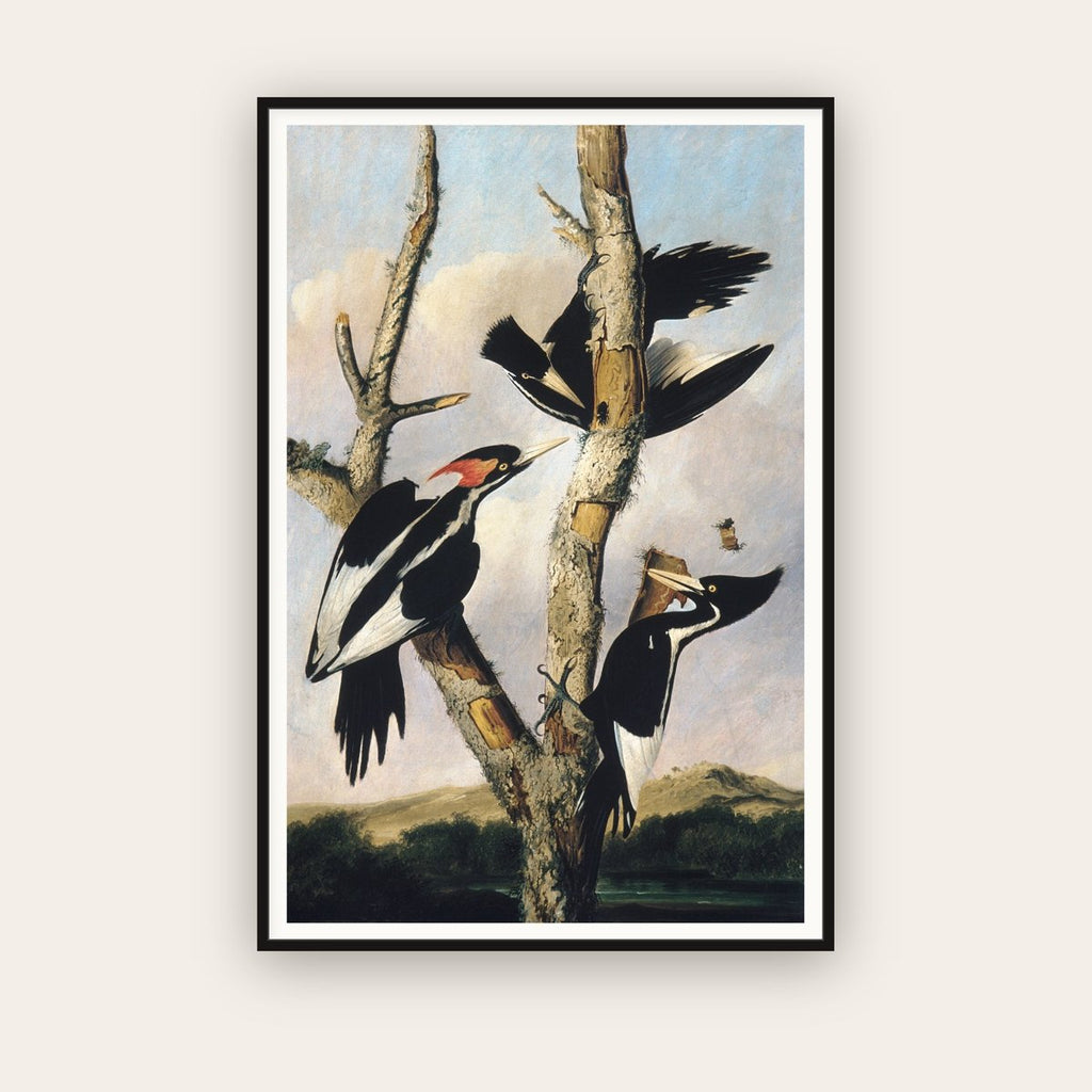 Ivory-billed Woodpeckers — Joseph Bartholomew Kidd, after Audubon (c. 1831) — framed art print
