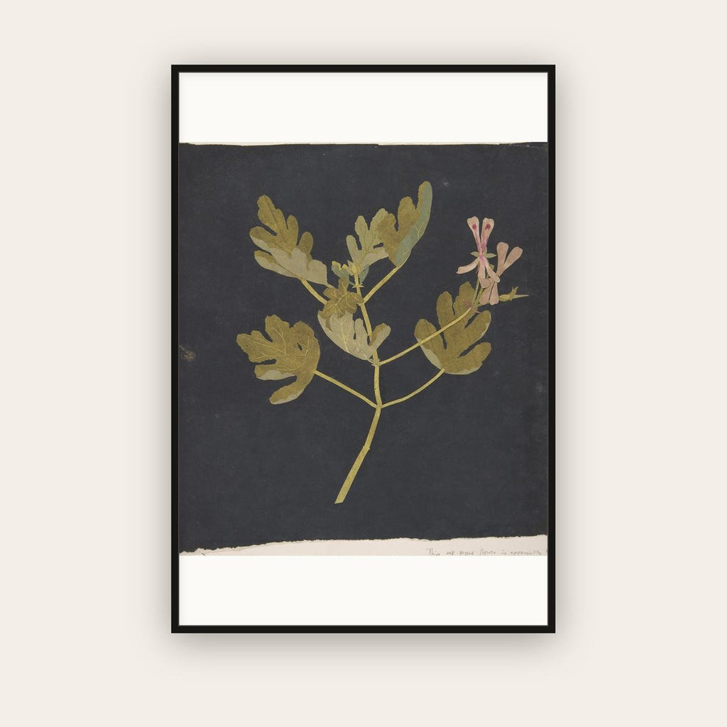 Botanical Study on Black — Paper Mosaick — Mary Delany (c. 1775) — framed art print