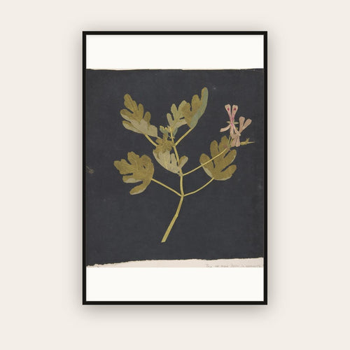 Botanical Study on Black — Paper Mosaick — Mary Delany (c. 1775) — framed art print