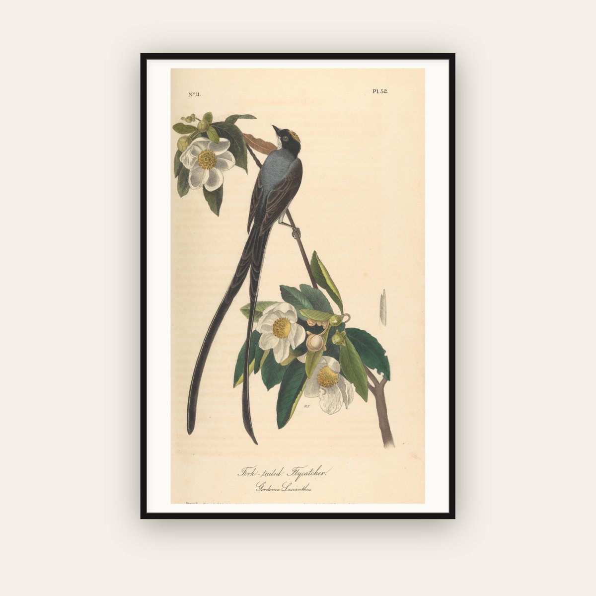 Fork-tailed Flycatcher — John James Audubon (1840) — framed art print