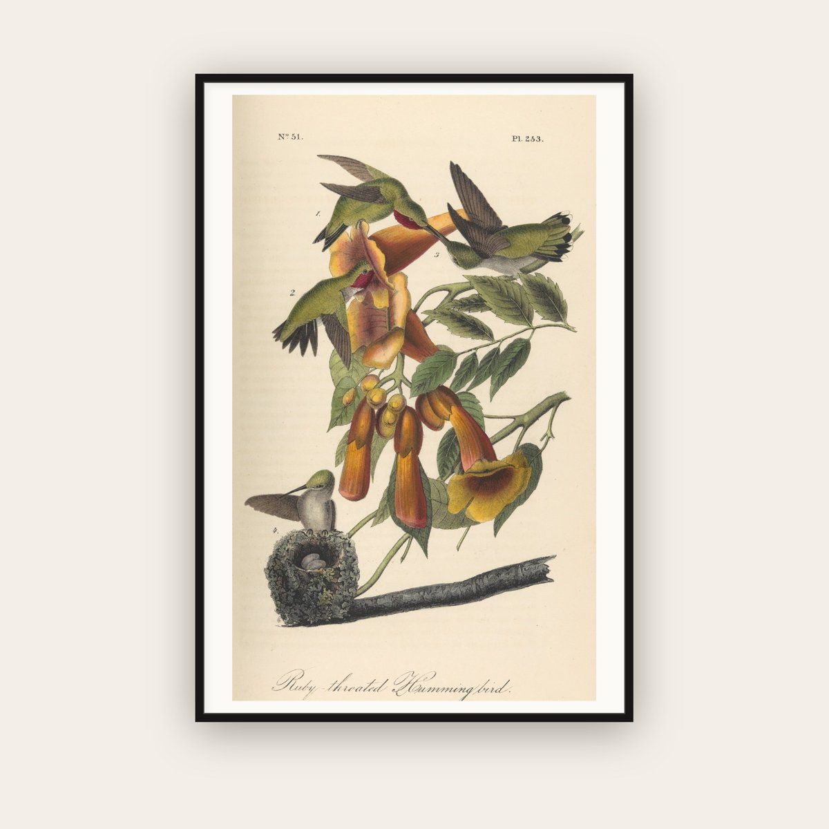 Ruby-throated Hummingbird — John James Audubon (1842) — framed art print