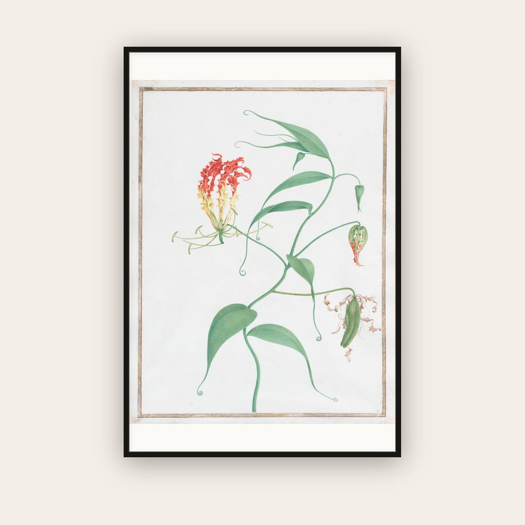 Gloriosa Superba — Climbing Lily — Pierre-Joseph Redouté (c. 1810) — framed art print