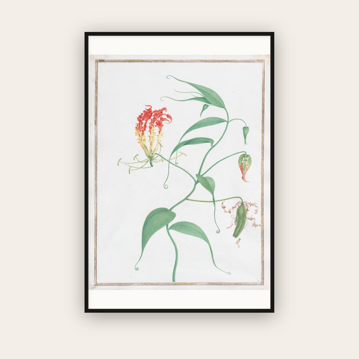 Gloriosa Superba — Climbing Lily — Pierre-Joseph Redouté (c. 1810) — framed art print