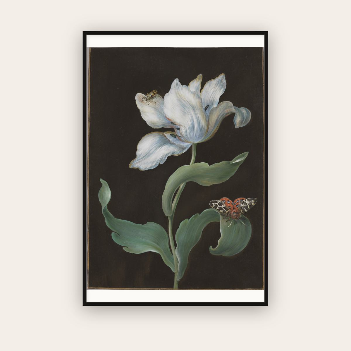 Tulip and Garden Tiger Moth on Black — Barbara Regina Dietzsch (c. 1755) — framed art print
